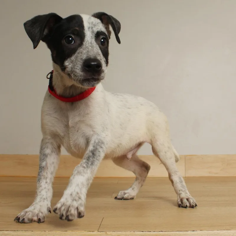 A baby medium-sized male White / Cream Australian Cattle Dog / Blue Heeler dog named Swig D for adoption in Minnetonka, MN