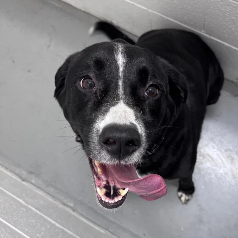 An adult extra large-sized male Black Labrador Retriever dog named Chocolate Lava Cake for adoption in Troy, VA