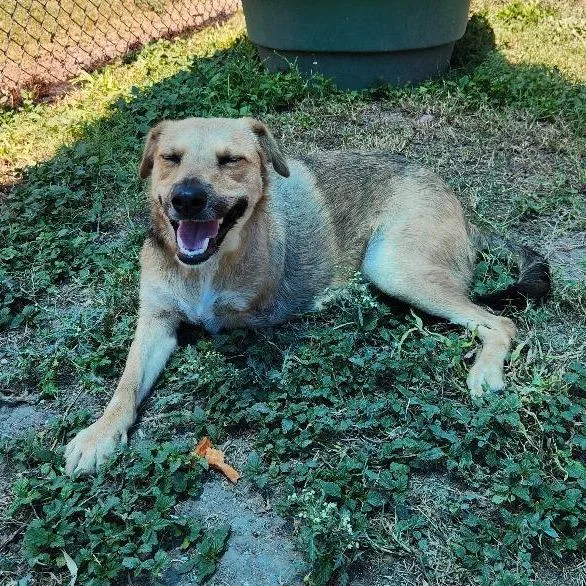 An adult medium-sized female Terrier dog named Marina for adoption in Corpus Christi, TX