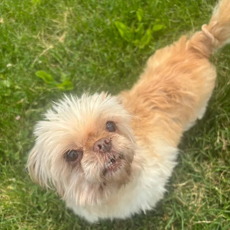 A senior small-sized female White / Cream Shih Tzu dog named Ida for adoption in Waynesboro, PA