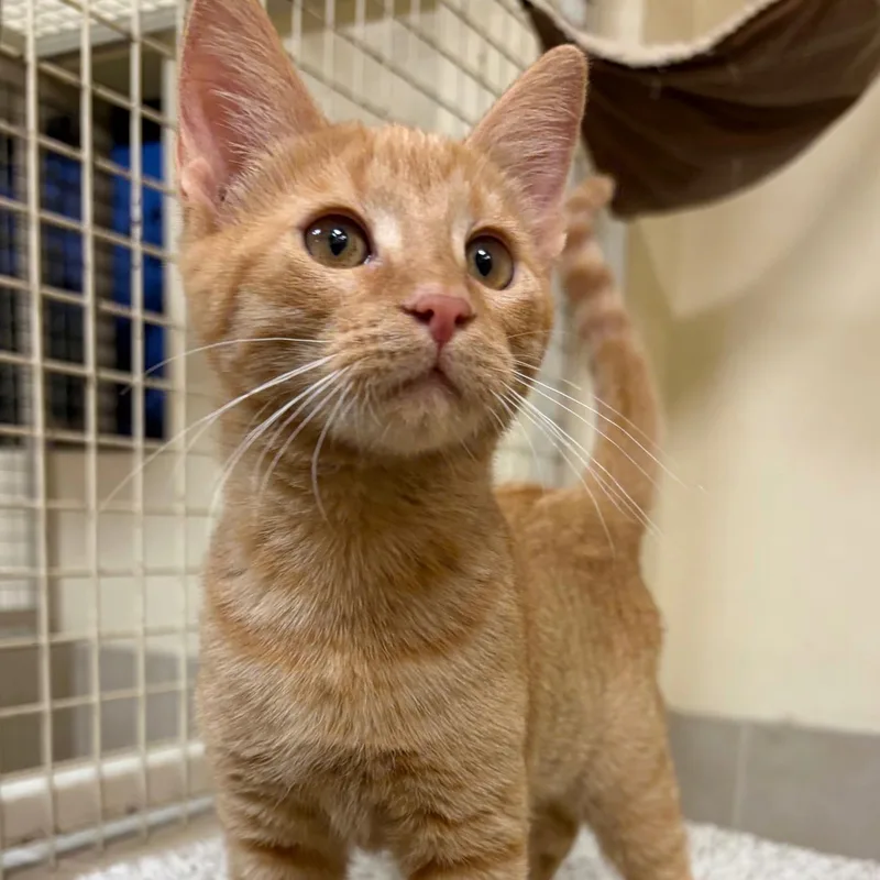 A baby medium-sized female Tabby (Orange / Red) Domestic Short Hair cat named Pumpkin for adoption in Kerrville, TX