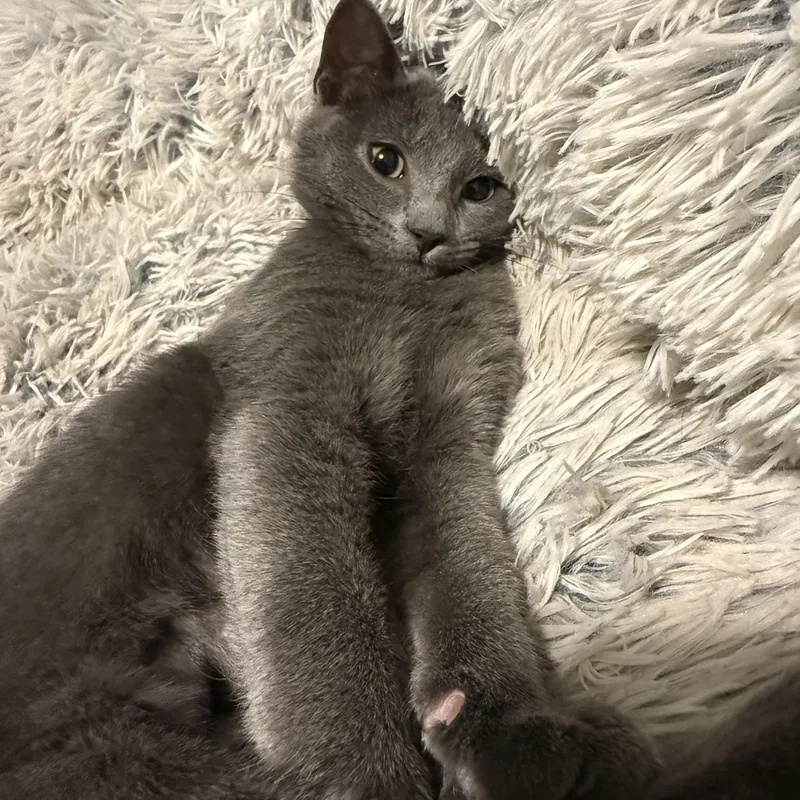 An adult medium-sized female Domestic Short Hair cat named Chansey for adoption in Monticello, MN