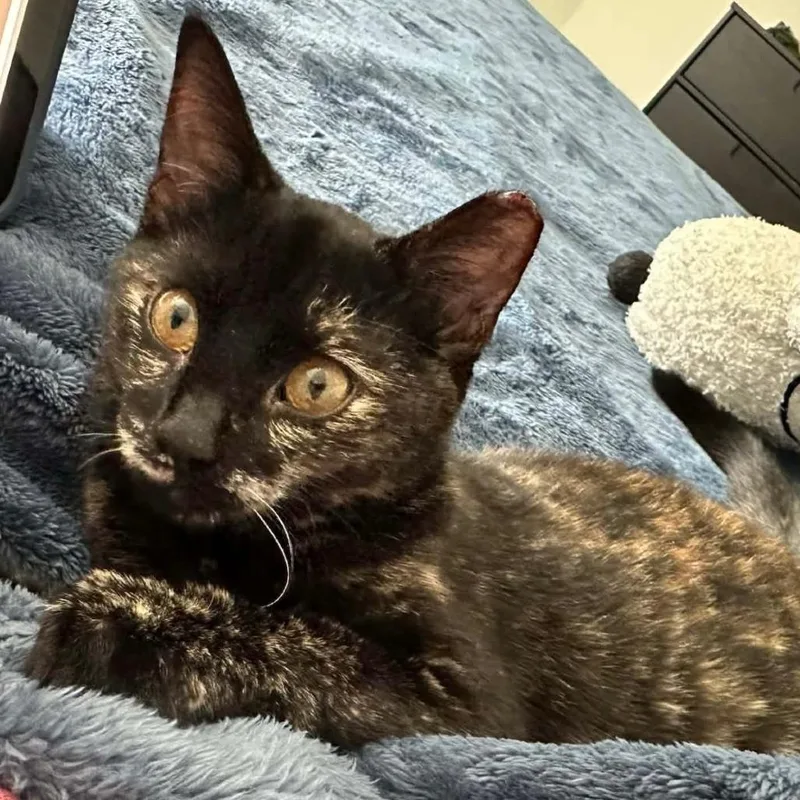 A young medium-sized female Domestic Short Hair cat named Boat for adoption in Houston, TX