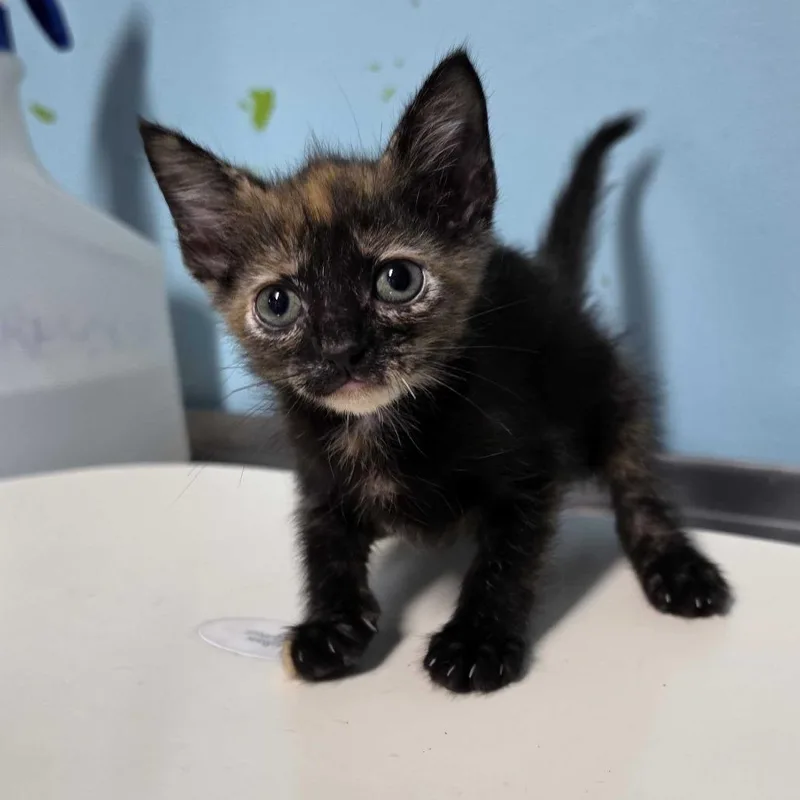A baby small-sized female Black Domestic Short Hair cat named Tortie for adoption in Jefferson city, TN