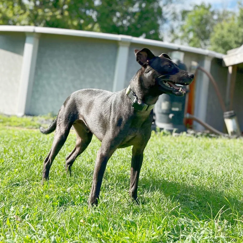 A young medium-sized male Black Labrador Retriever dog named Tommy for adoption in Baldwin, MD