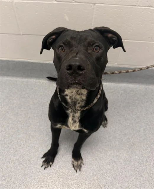 A young large-sized male Labrador Retriever dog named Onyx for adoption in Indianapolis, IN