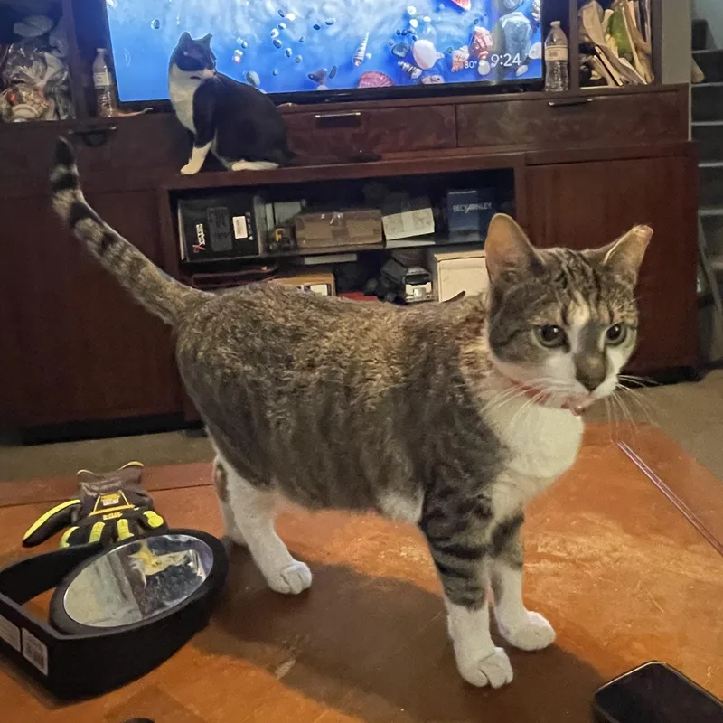 A young medium-sized female Tabby (Buff / Tan / Fawn) Domestic Short Hair cat named Bella for adoption in Bonita Springs, FL