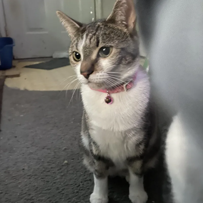 Bella thumbnail 2