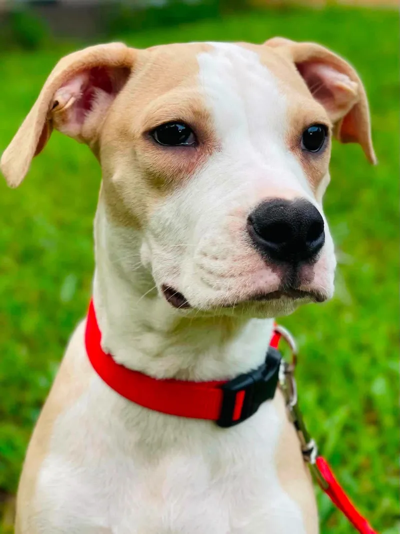 A baby medium-sized male Mixed Breed dog named Dean for adoption in Covington, GA