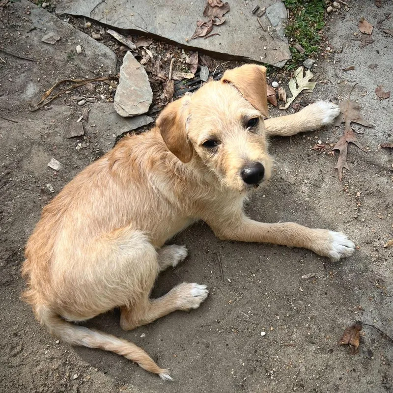 A baby small-sized male Yellow / Tan / Blond / Fawn Terrier dog named Simba for adoption in Fuquay Varina, NC