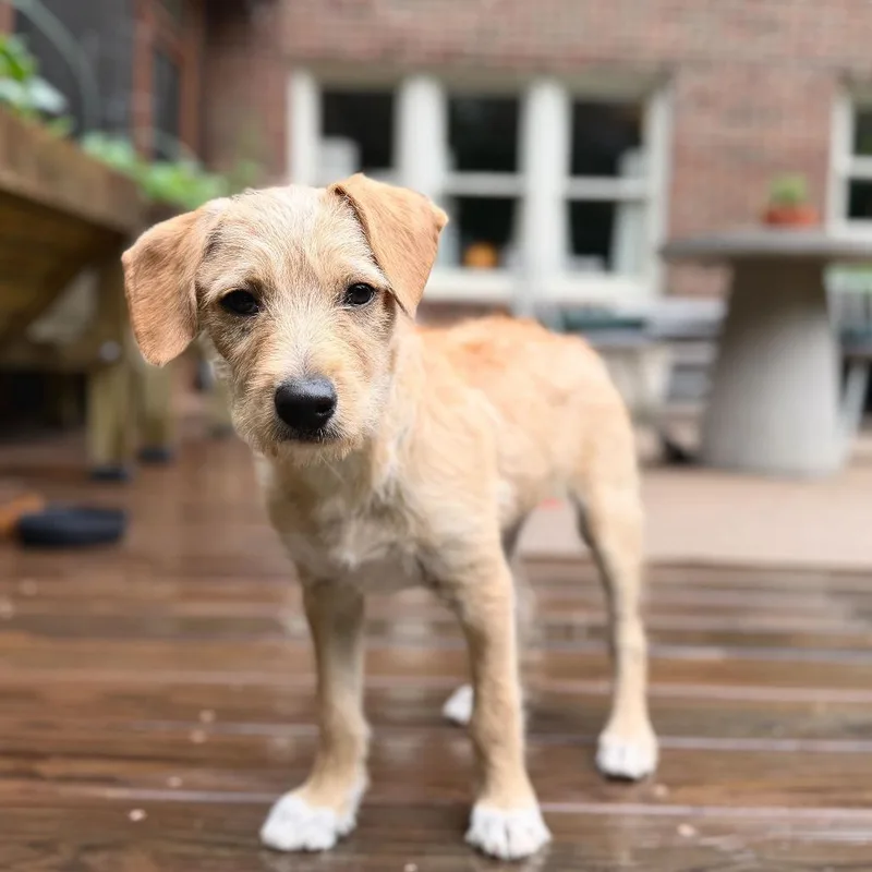 Simba thumbnail 2