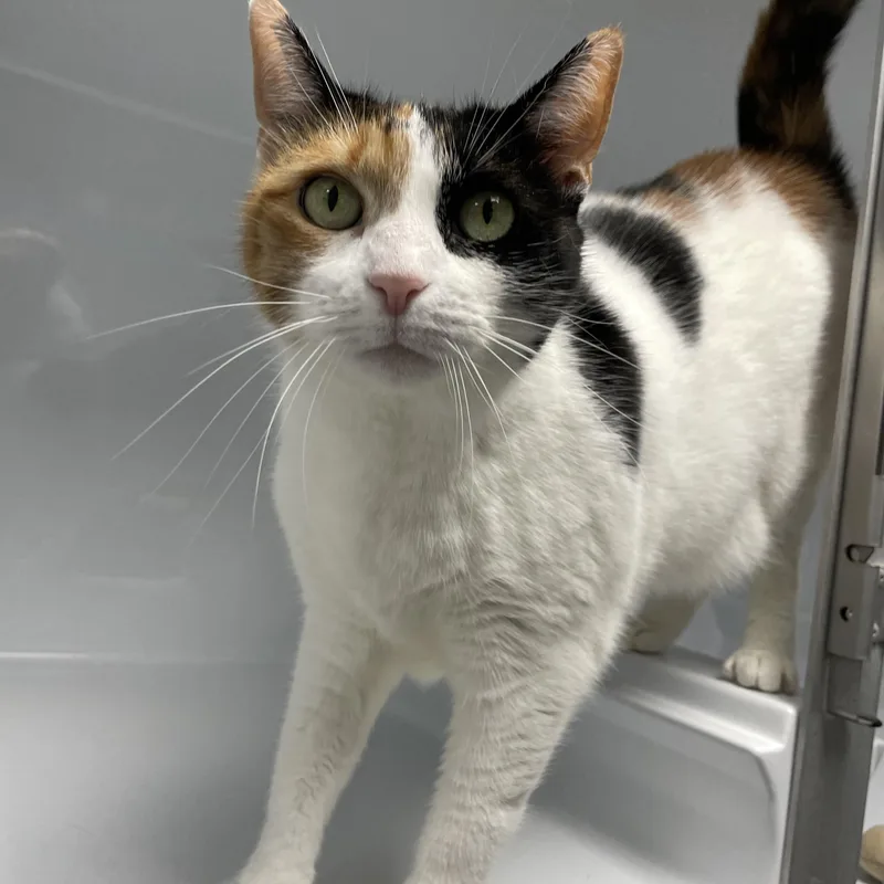 An adult large-sized female Calico Domestic Short Hair cat named Gigi for adoption in Colonia, NJ
