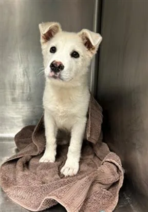 A baby small-sized female Labrador Retriever dog named Brie for adoption in Conroe, TX