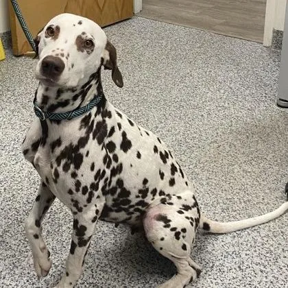 An adult medium-sized female White / Cream Dalmatian dog named Dotty for adoption in East Hanover, NJ