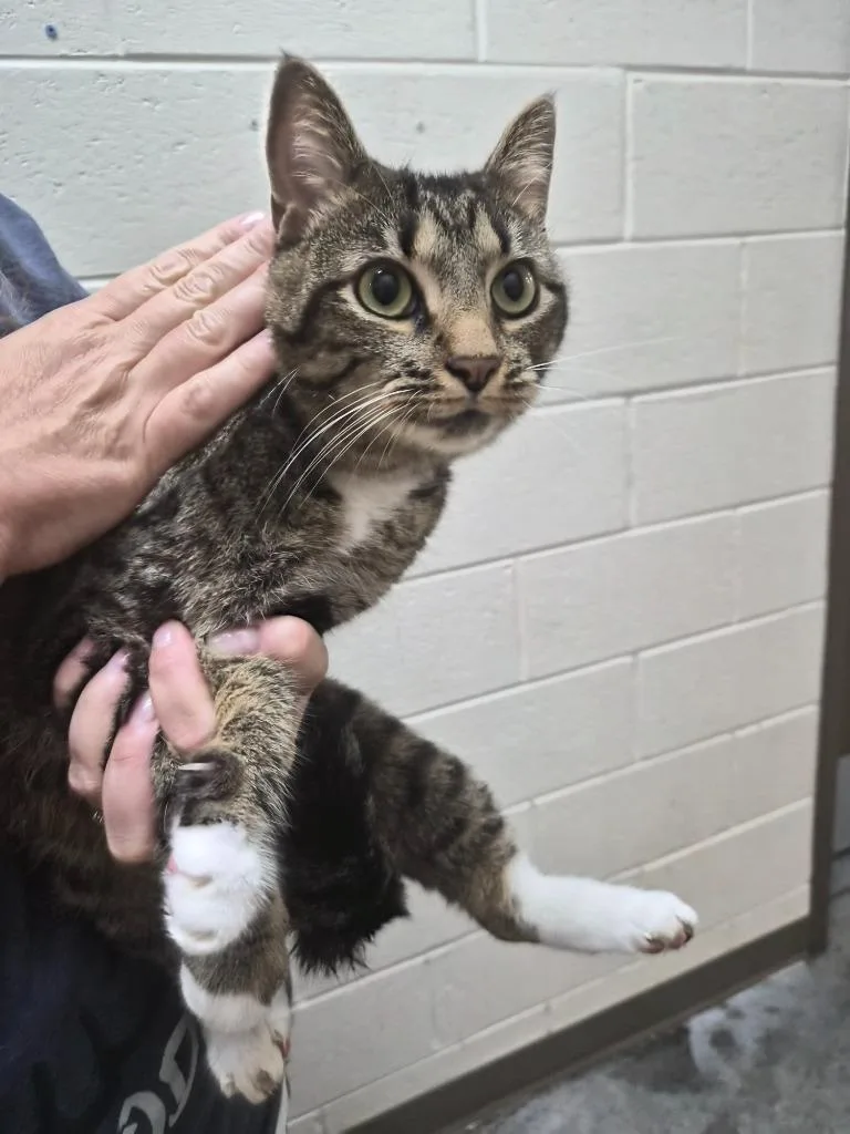 A young large-sized male Domestic Short Hair cat named Gravy Boat for adoption in Rome, GA