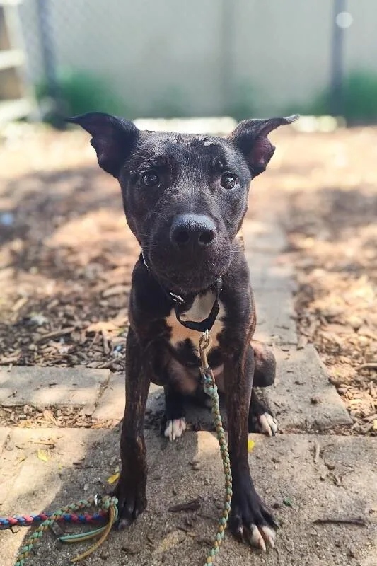 An adult medium-sized male Brindle Mixed Breed dog named Plinko for adoption in Cincinnati, OH