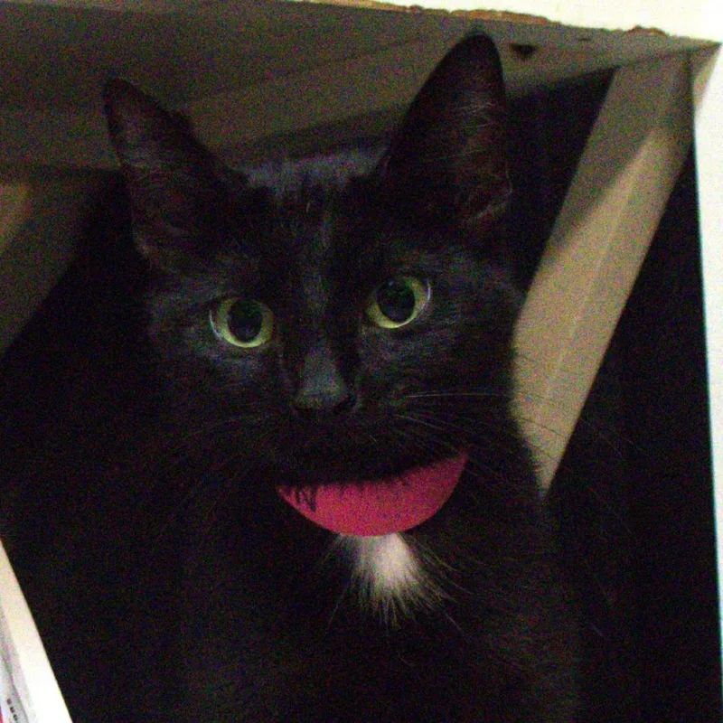 A young medium-sized female Black Domestic Short Hair cat named Bon Bon for adoption in Lakeland, FL