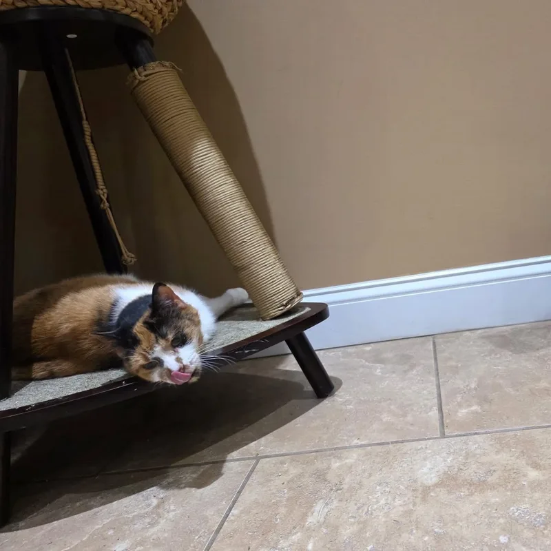 A senior medium-sized female Calico cat named Pearl for adoption in Hughesville, MD
