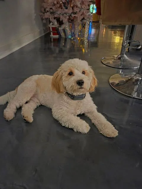 An adult medium-sized male Shih Tzu dog named Roscoe for adoption in Newport, KY