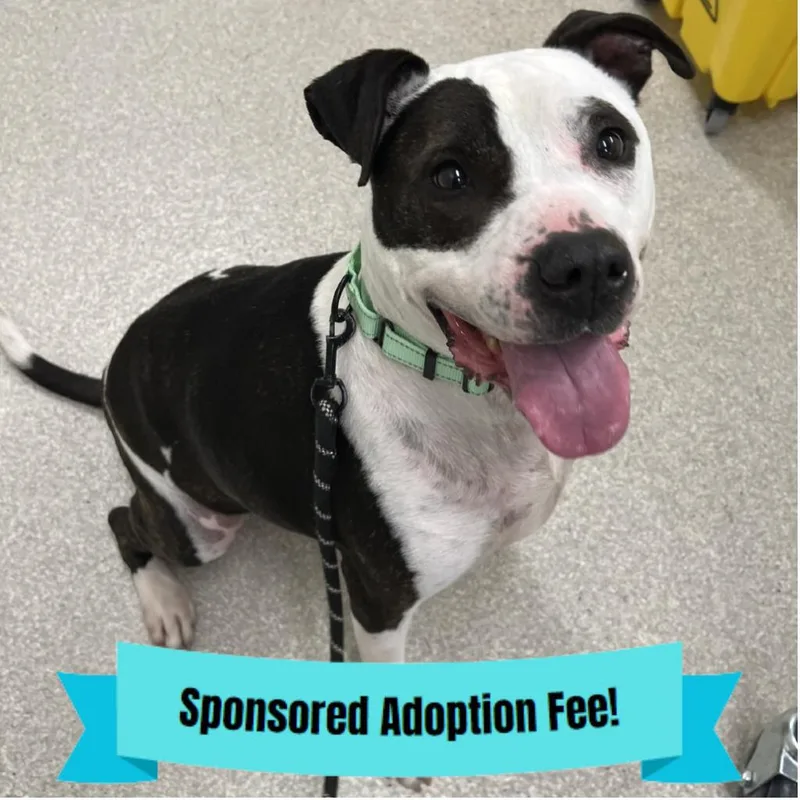 A senior large-sized male White / Cream Pit Bull Terrier dog named Petey for adoption in Novelty, OH