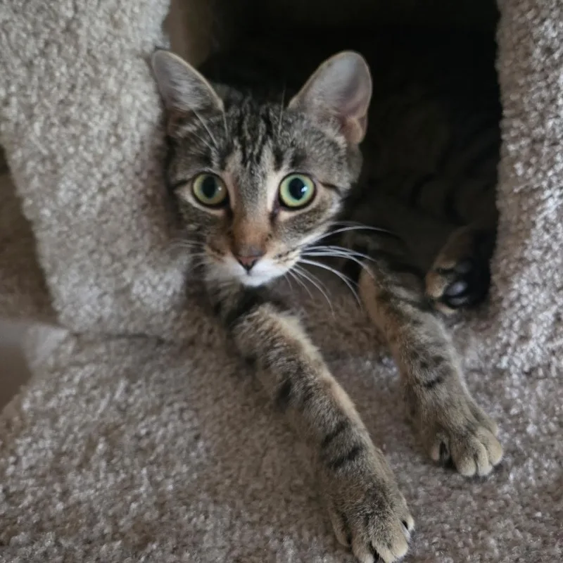A young medium-sized female Tabby (Brown / Chocolate) Domestic Short Hair cat named Mia Farrow for adoption in Mokena, IL