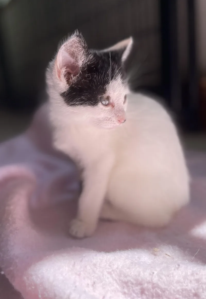 A baby medium-sized male Black & White / Tuxedo Domestic Short Hair cat named Dani for adoption in Monson, MA