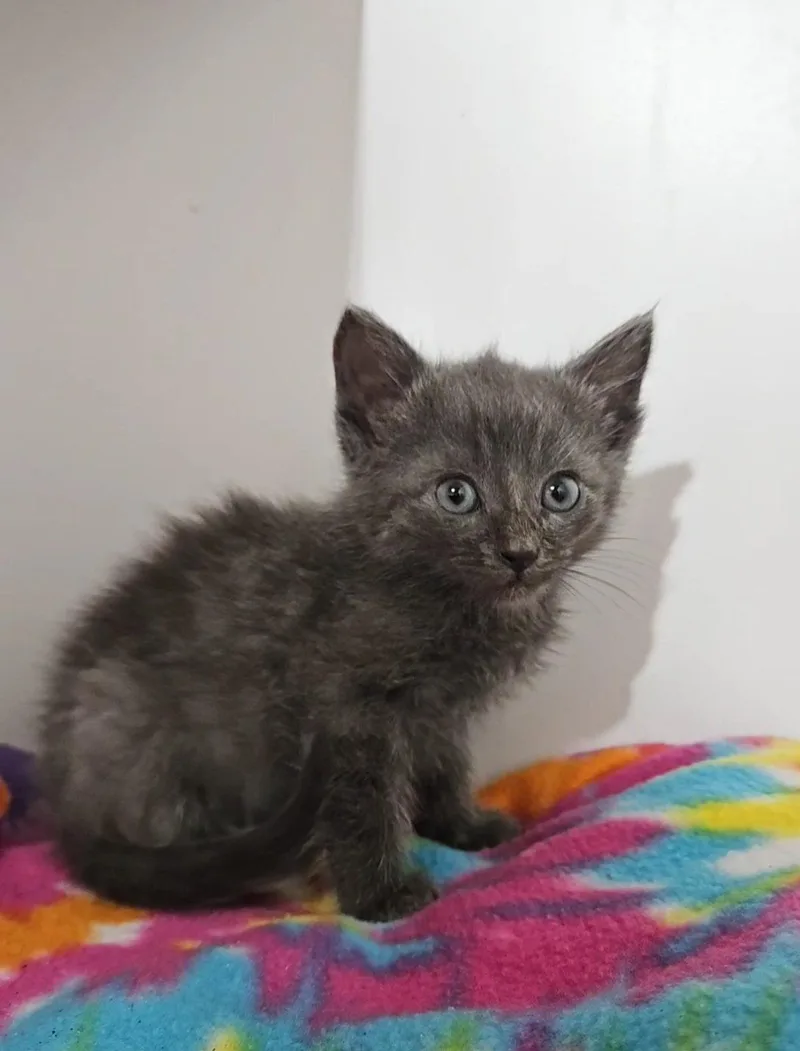 A baby medium-sized male Gray / Blue / Silver Domestic Short Hair cat named Cache for adoption in Forest, VA