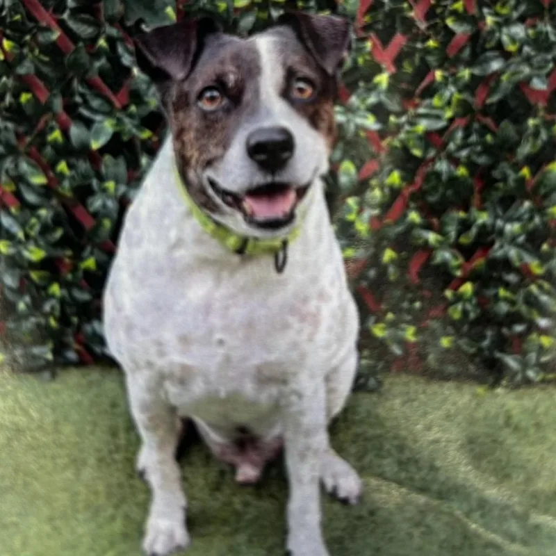 An adult medium-sized male White / Cream Mixed Breed dog named Spot for adoption in Jupiter, FL