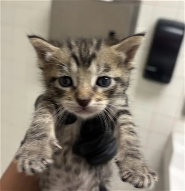 A baby medium-sized male Domestic Short Hair cat named Loki for adoption in Dallas, TX