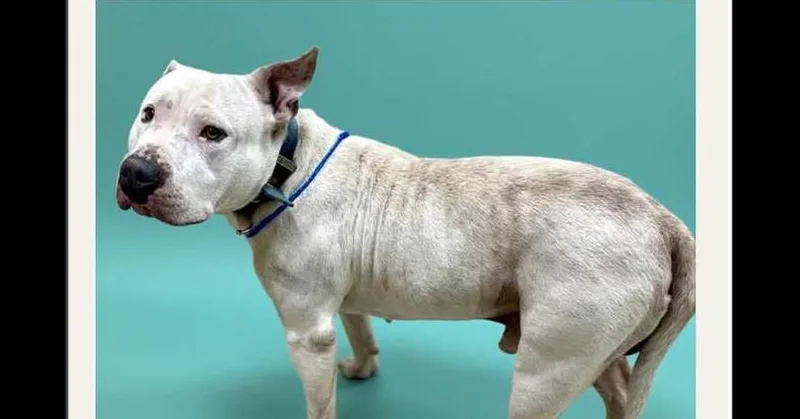 An adult medium-sized male White / Cream American Staffordshire Terrier dog named Eddie for adoption in Tigard, OR