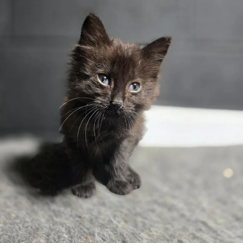 A baby small-sized male Black Domestic Short Hair cat named Dash for adoption in Evensville, TN