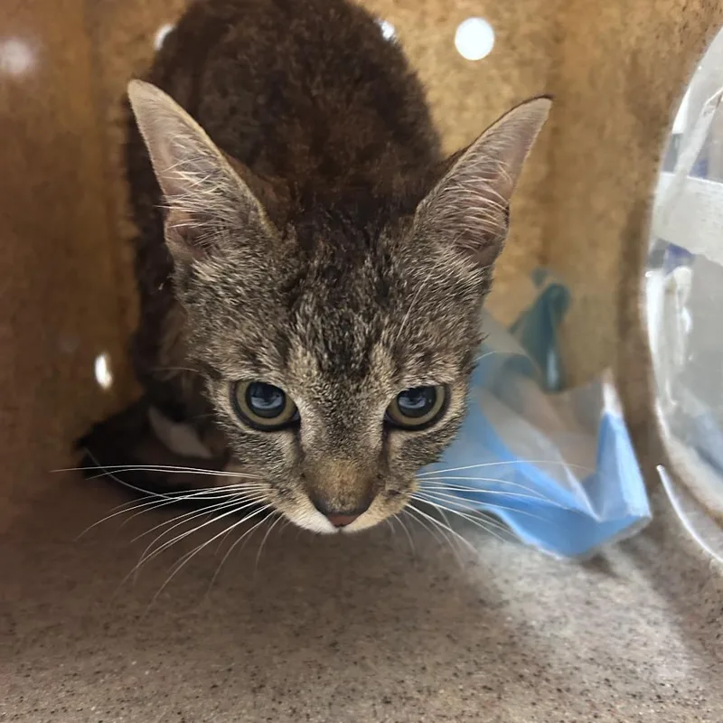 A young small-sized female Brown / Chocolate Domestic Short Hair cat named Poppy for adoption in Philadelphia, PA