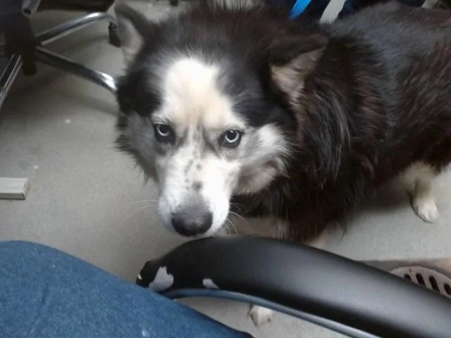An adult large-sized female Siberian Husky dog named Fluffy for adoption in Albuquerque, NM
