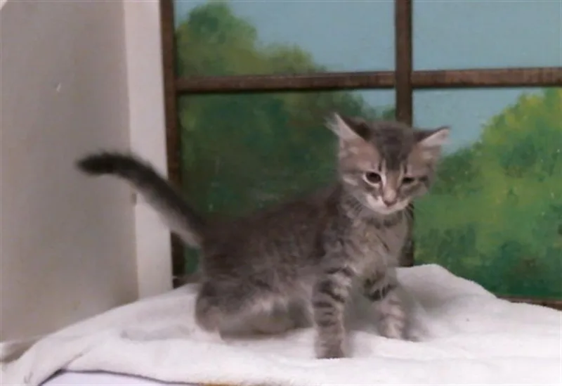 A baby small-sized male Domestic Short Hair cat named Shaokan for adoption in Houston, TX
