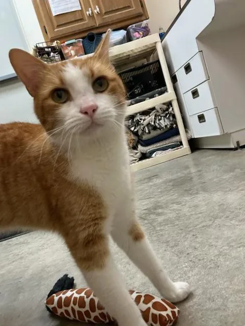 An adult medium-sized male Orange & White Domestic Short Hair cat named Conrad for adoption in Harrisonville, MO