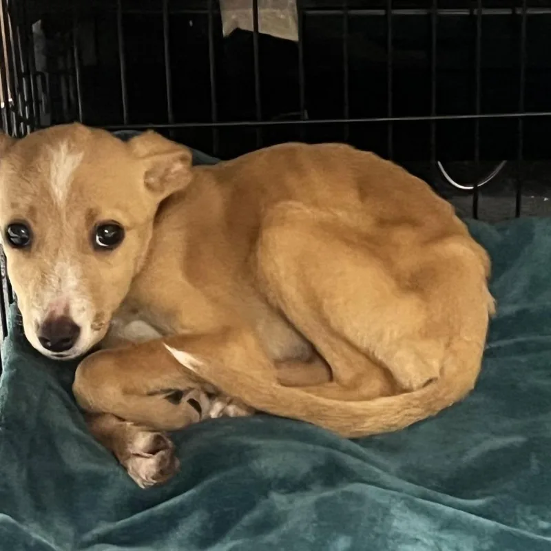 A baby medium-sized female Yellow / Tan / Blond / Fawn Mixed Breed dog named Fawn for adoption in Alexandria, VA