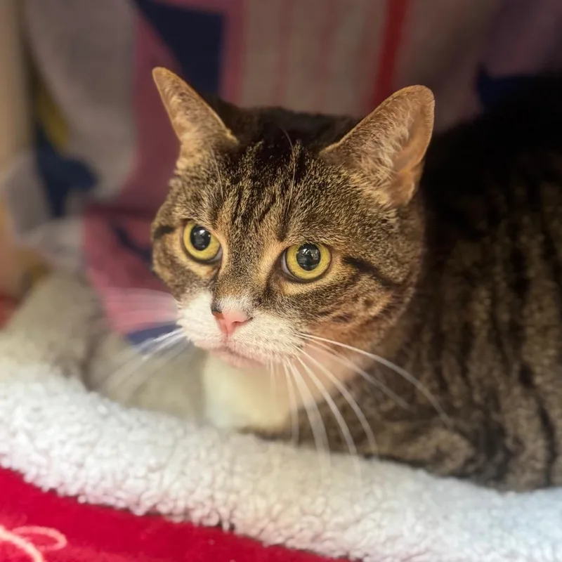 A senior large-sized female Brown / Chocolate Domestic Short Hair cat named Baby for adoption in York, PA