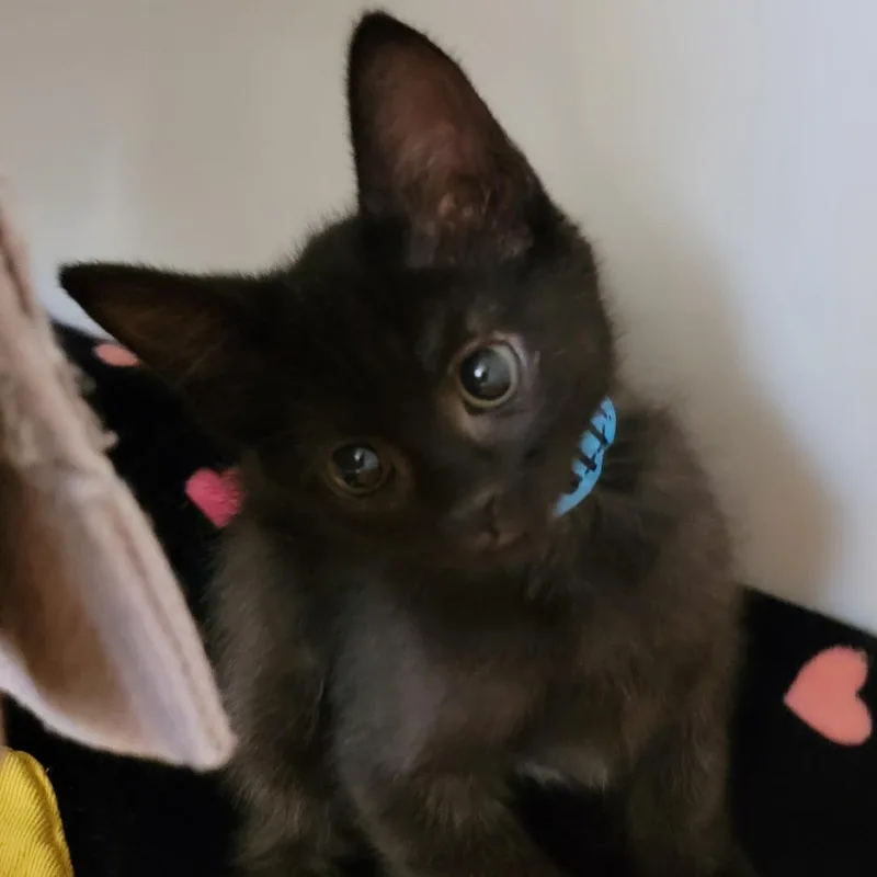 A baby small-sized female Black Domestic Short Hair cat named Litterbug for adoption in Phoenix, AZ
