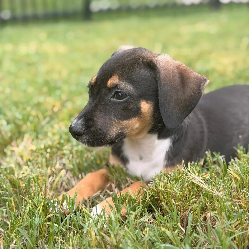 A baby medium-sized male Mixed Breed dog named Reggie for adoption in Durham, NC
