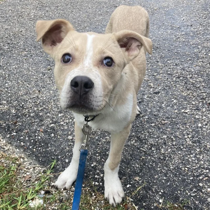 A baby medium-sized male Yellow / Tan / Blond / Fawn Mixed Breed dog named Barton Springs for adoption in Austin, TX