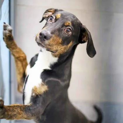 A baby medium-sized male Black Labrador Retriever dog named Dopey for adoption in Atlanta, GA