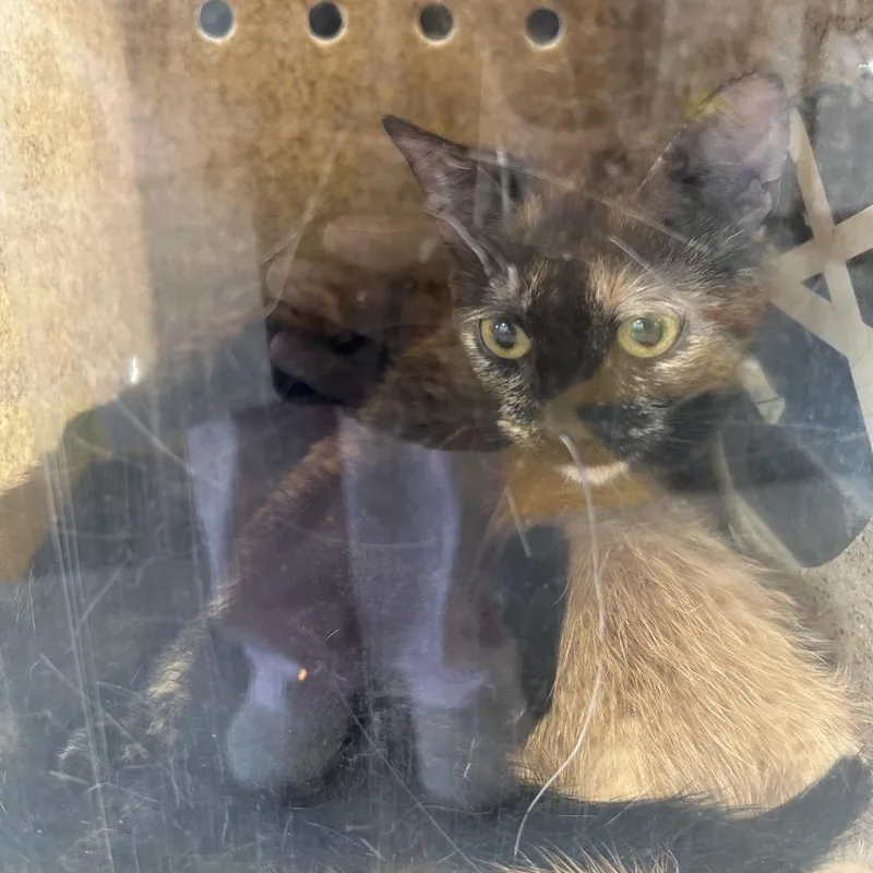 A baby small-sized female Black Domestic Short Hair cat named Talzone for adoption in Philadelphia, PA