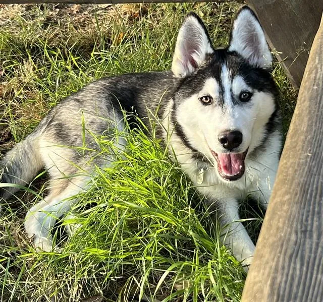 A young medium-sized male Siberian Husky dog named Bo for adoption in San Luis Obispo, CA