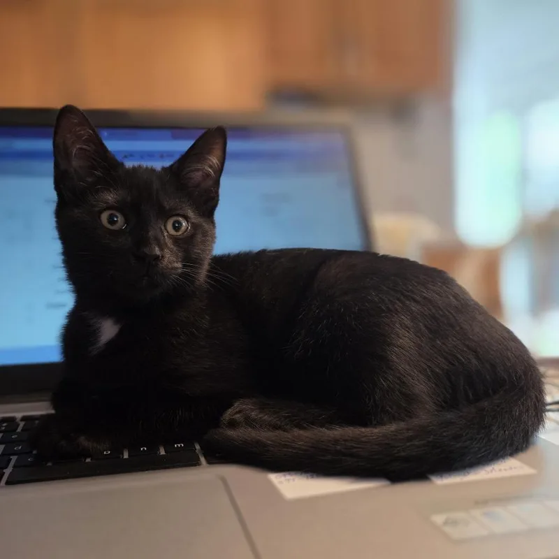 A baby small-sized female Black Domestic Short Hair cat named Davina for adoption in Wakefield, MA