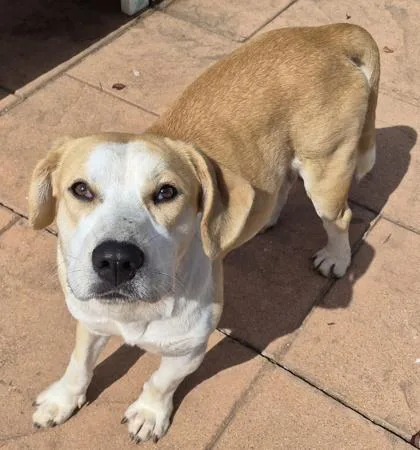 A young medium-sized male Beagle dog named Lucky for adoption in Shreveport, LA
