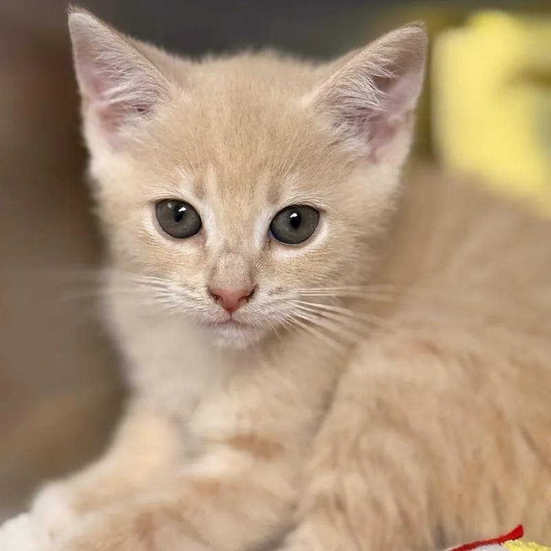A baby small-sized female Domestic Short Hair cat named Harper for adoption in Cumming, GA