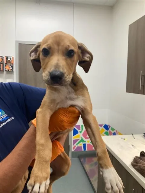 A baby small-sized female Beagle dog named Cleo for adoption in Baytown, TX