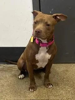 A young medium-sized female Brown / Chocolate Pit Bull Terrier dog named Lacey for adoption in Cleveland, OH