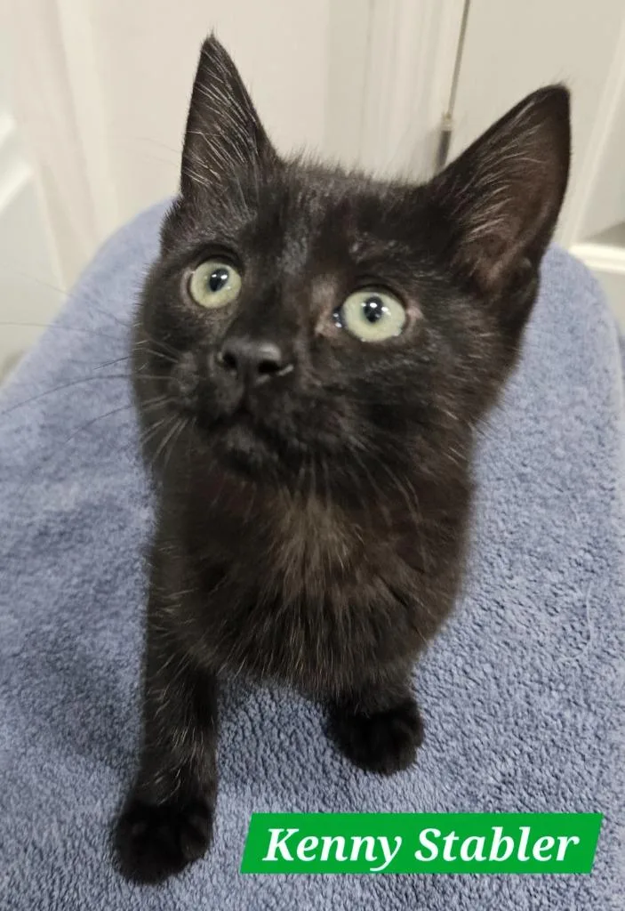 A baby medium-sized male Domestic Short Hair cat named Howie Long for adoption in Manchester, TN