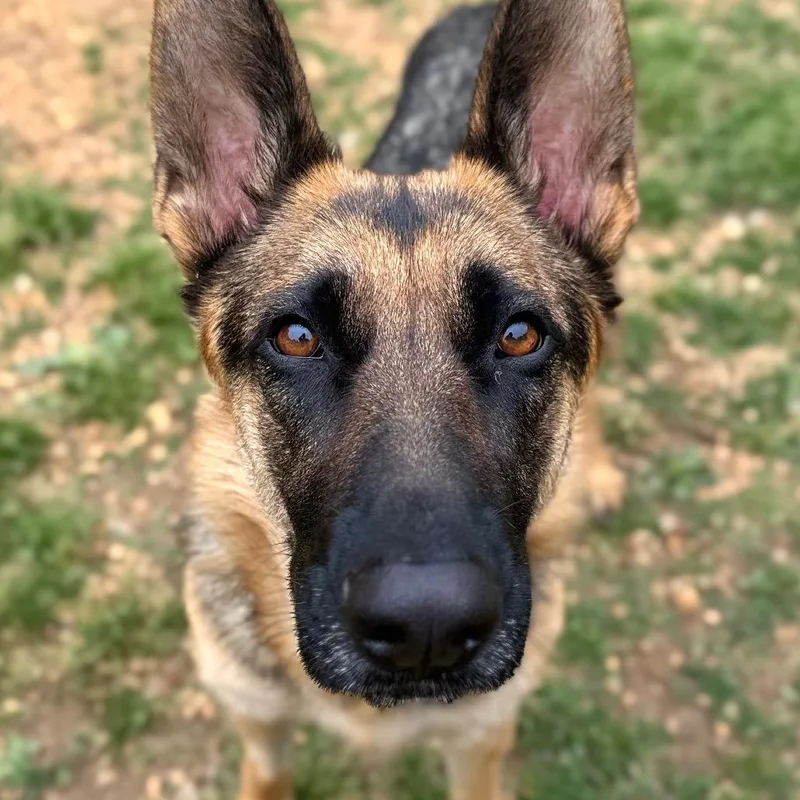 An adult large-sized female Brown / Chocolate German Shepherd Dog dog named Lady Stardust for adoption in Fredericksburg, VA